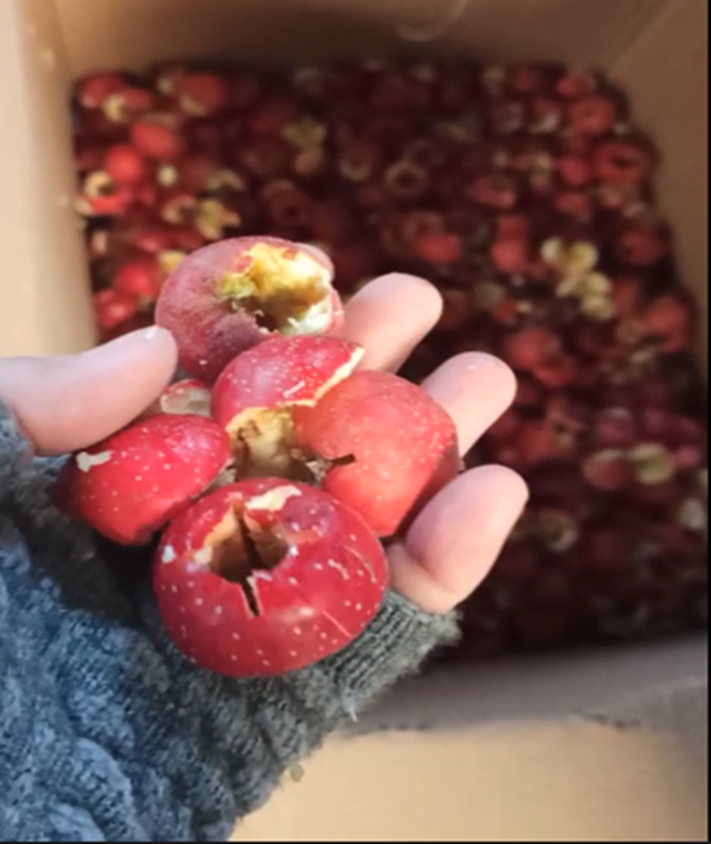 山楂、青梅去核機(jī)